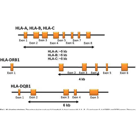 hla dna typing high resolution by (next generation sequencing) ngs test